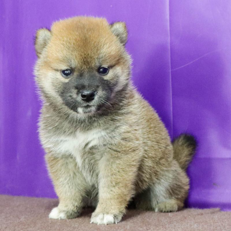 販売中の愛知県の柴犬-401939の3枚目